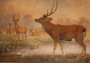 Manchurian Deer